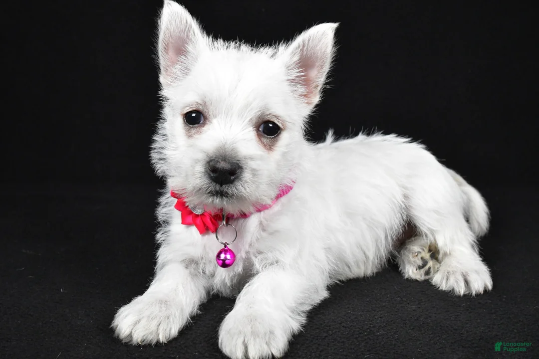 West Highland Terrier dogs for sale: Annie - Ad 1