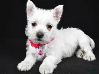 West Highland Terrier dogs for sale: Annie - Ad 2