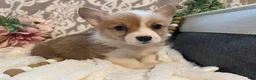 Welsh Corgi Pembroke dogs for sale: Skye - Ad 3