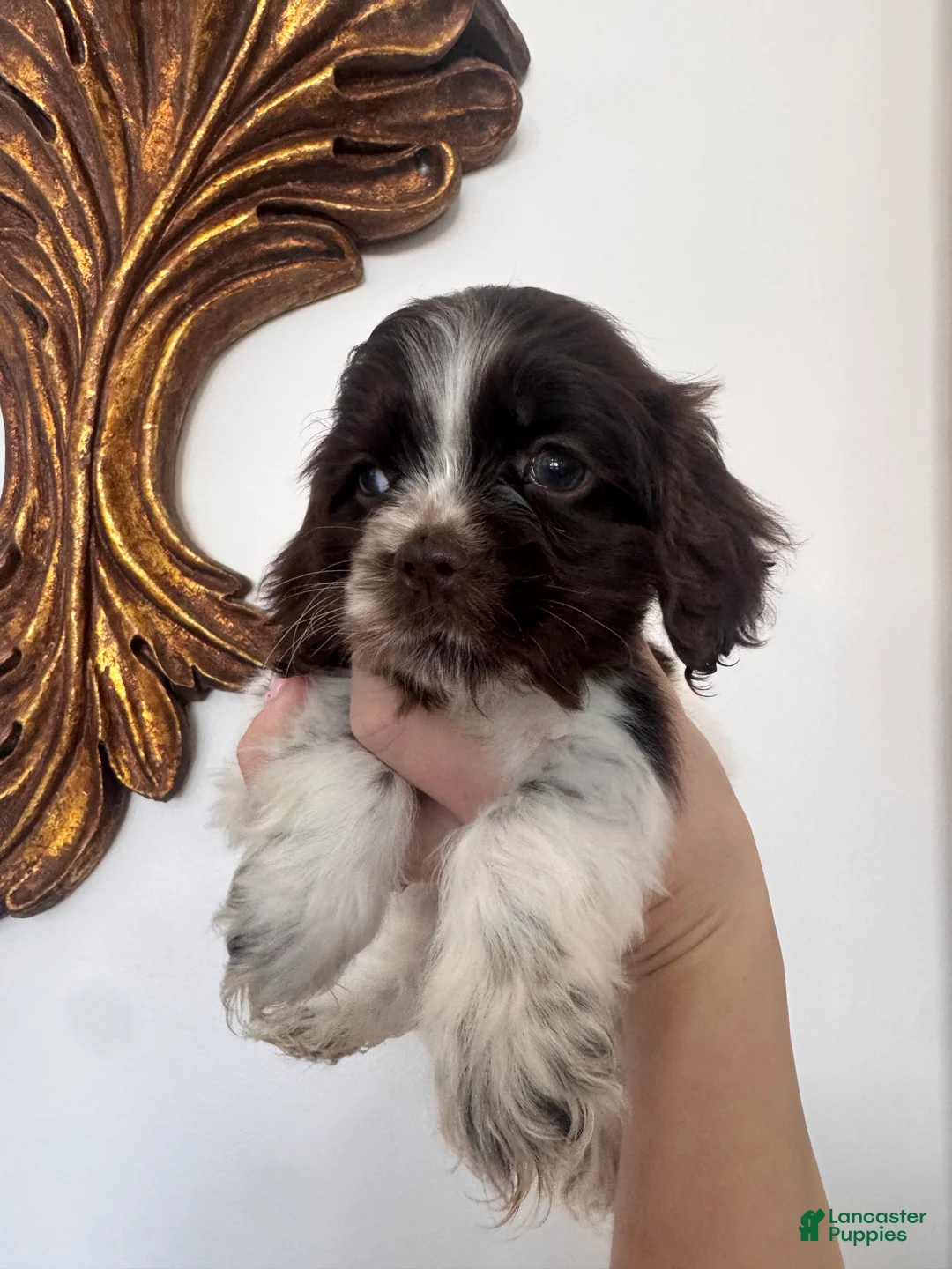 Cocker Spaniel dogs for sale: Mocha  - Ad 4