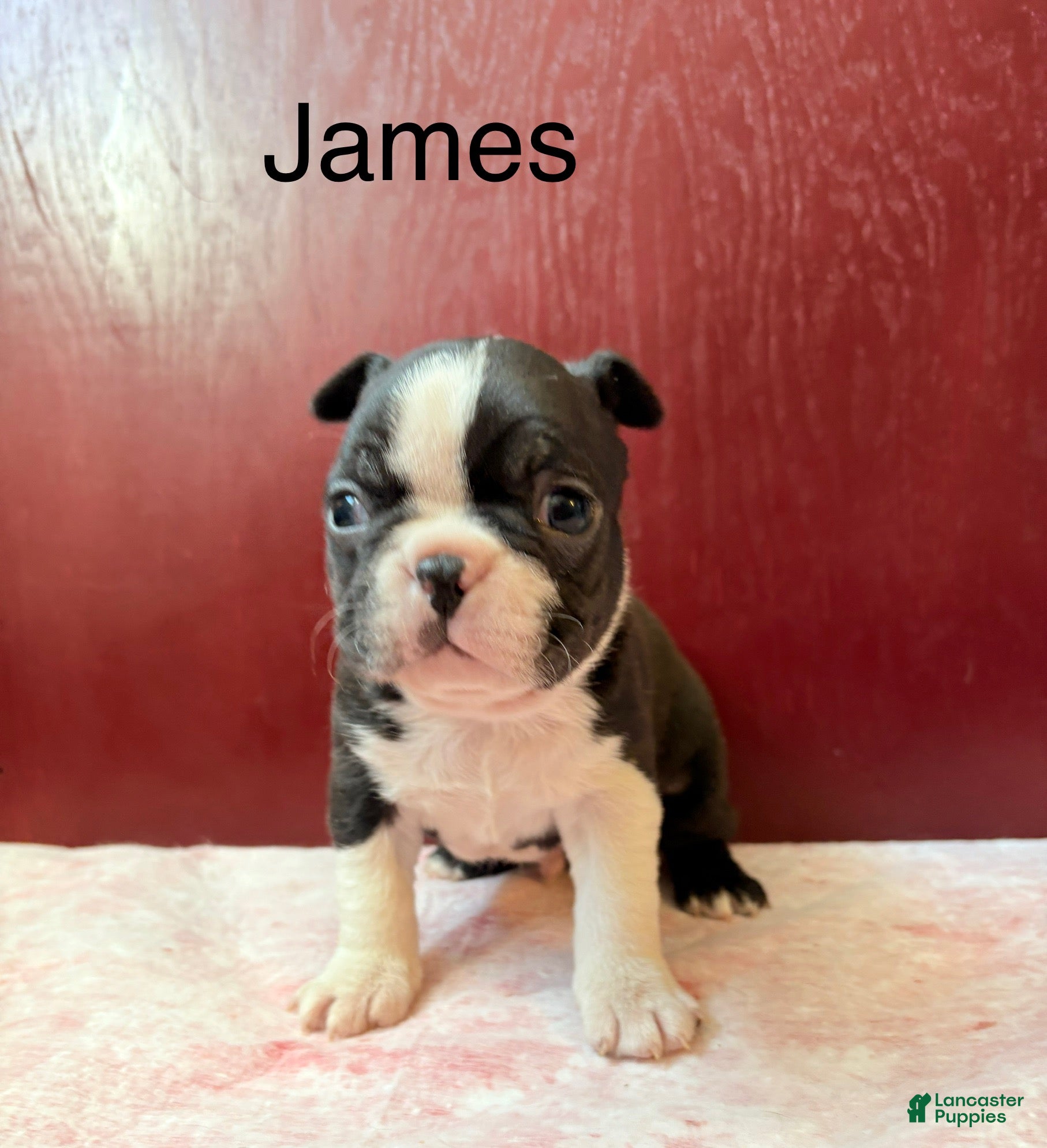 Boston Terrier dogs Boston Terrier Puppy 1 - Ad 19