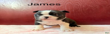 Boston Terrier Puppy 1