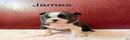 Boston Terrier dogs for sale: Boston Terrier Puppy 1 - Ad 1