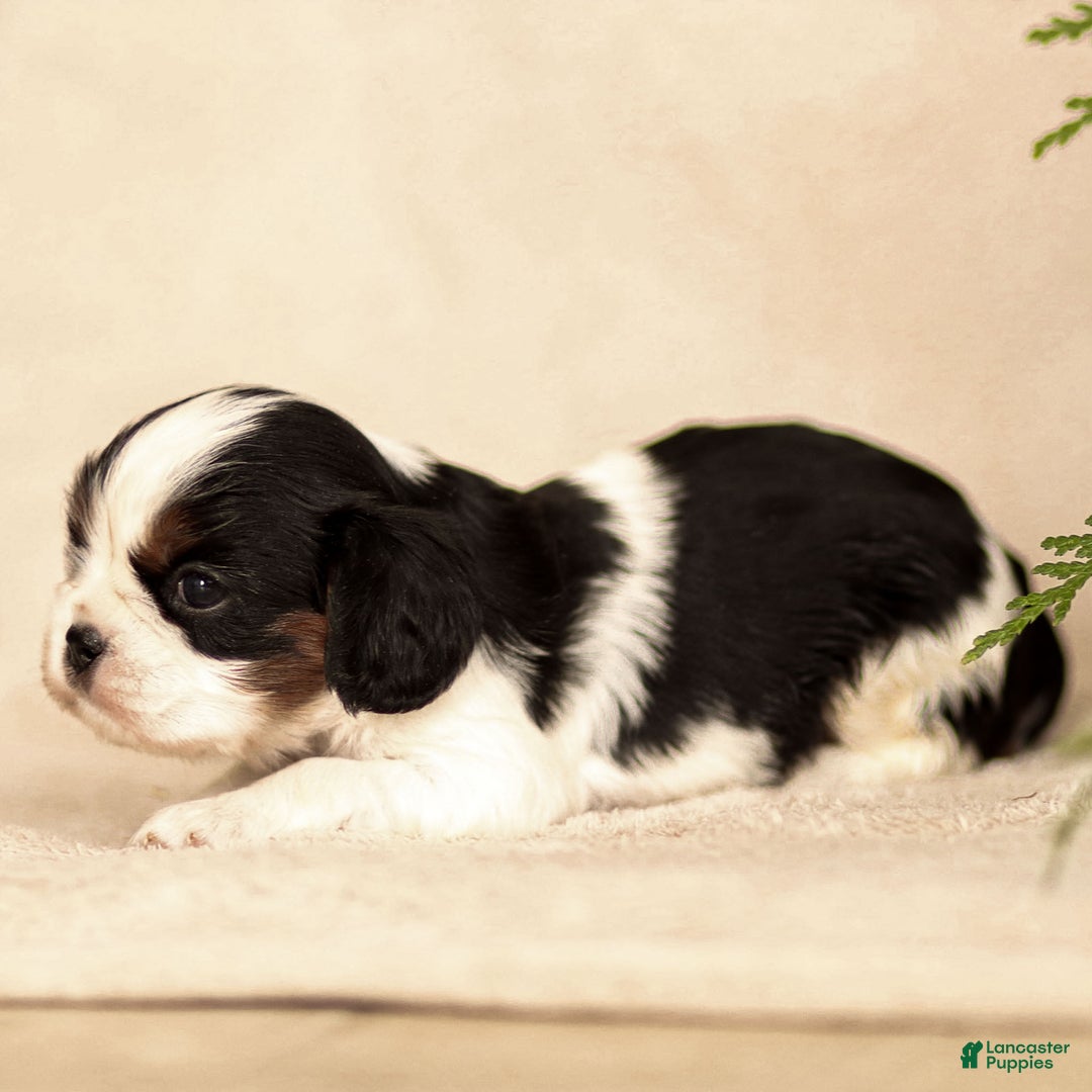 Cavalier King Charles Spaniel dogs for sale: Azriel - Ad 12