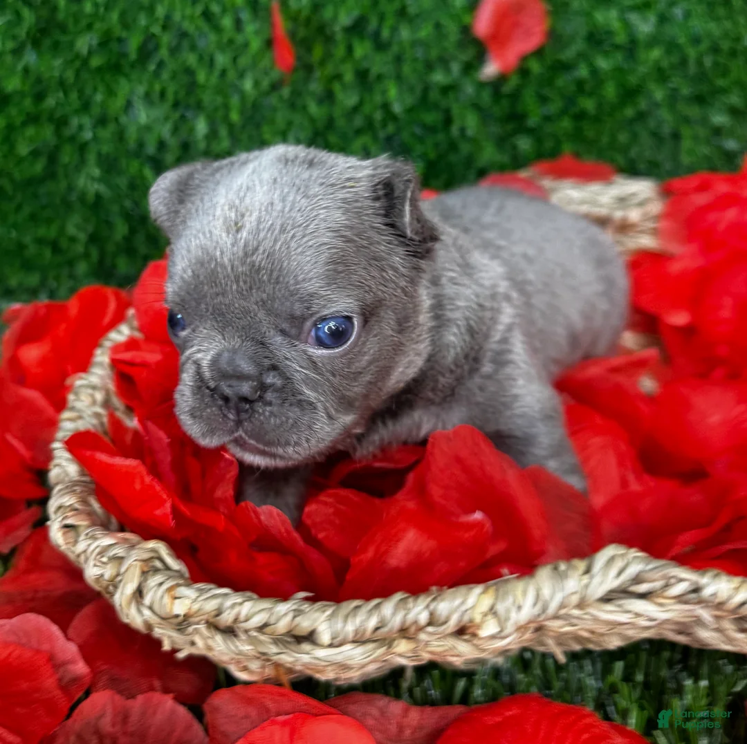French Bulldog dogs for sale: Truffles  - Ad 15