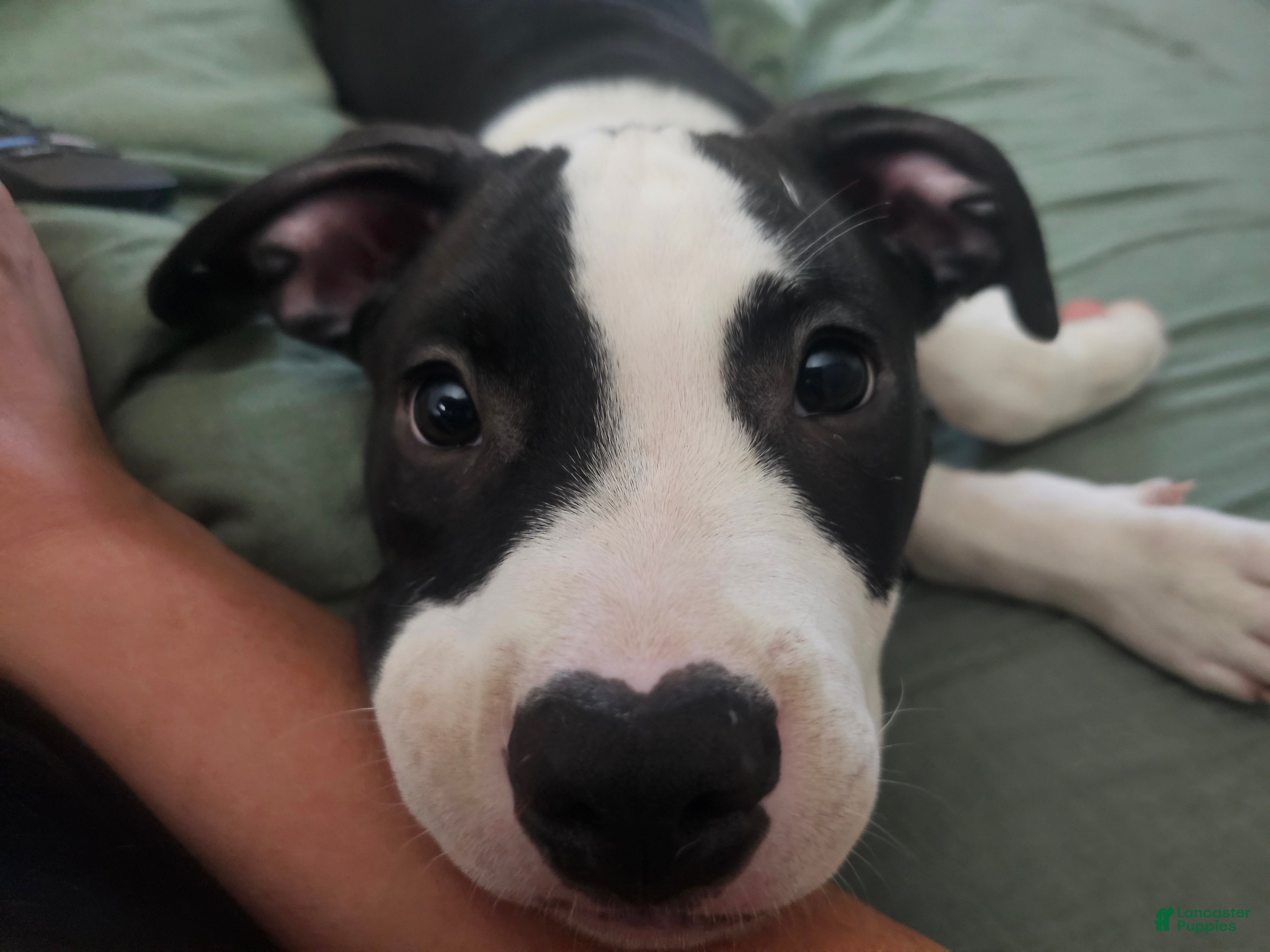 American Pit Bull Terrier dogs American Pit Bull Terrier 1 - Ad 31