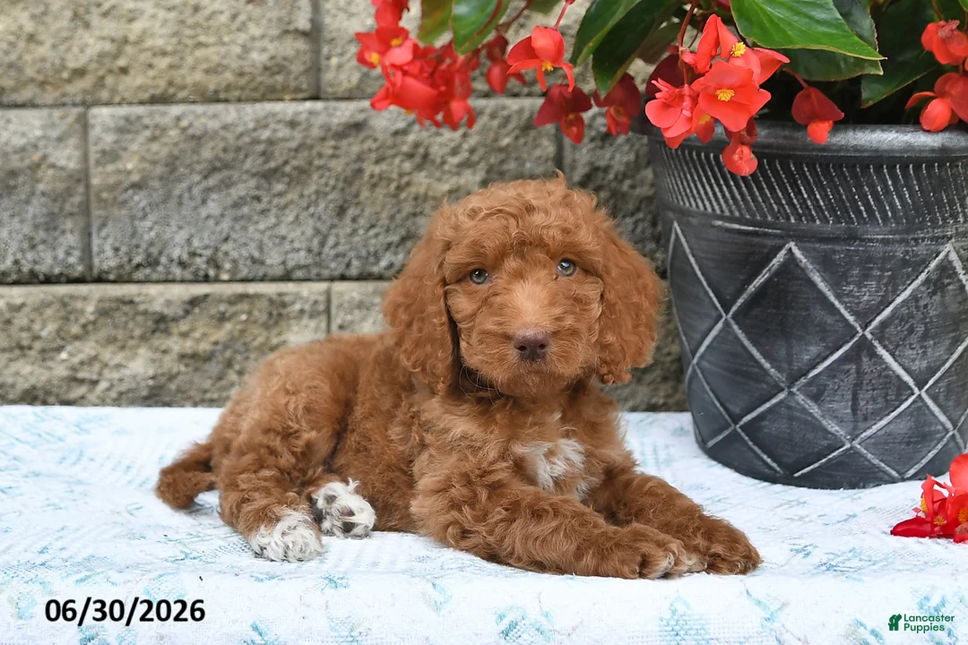 Goldendoodle dogs for sale: Milo - Ad 1