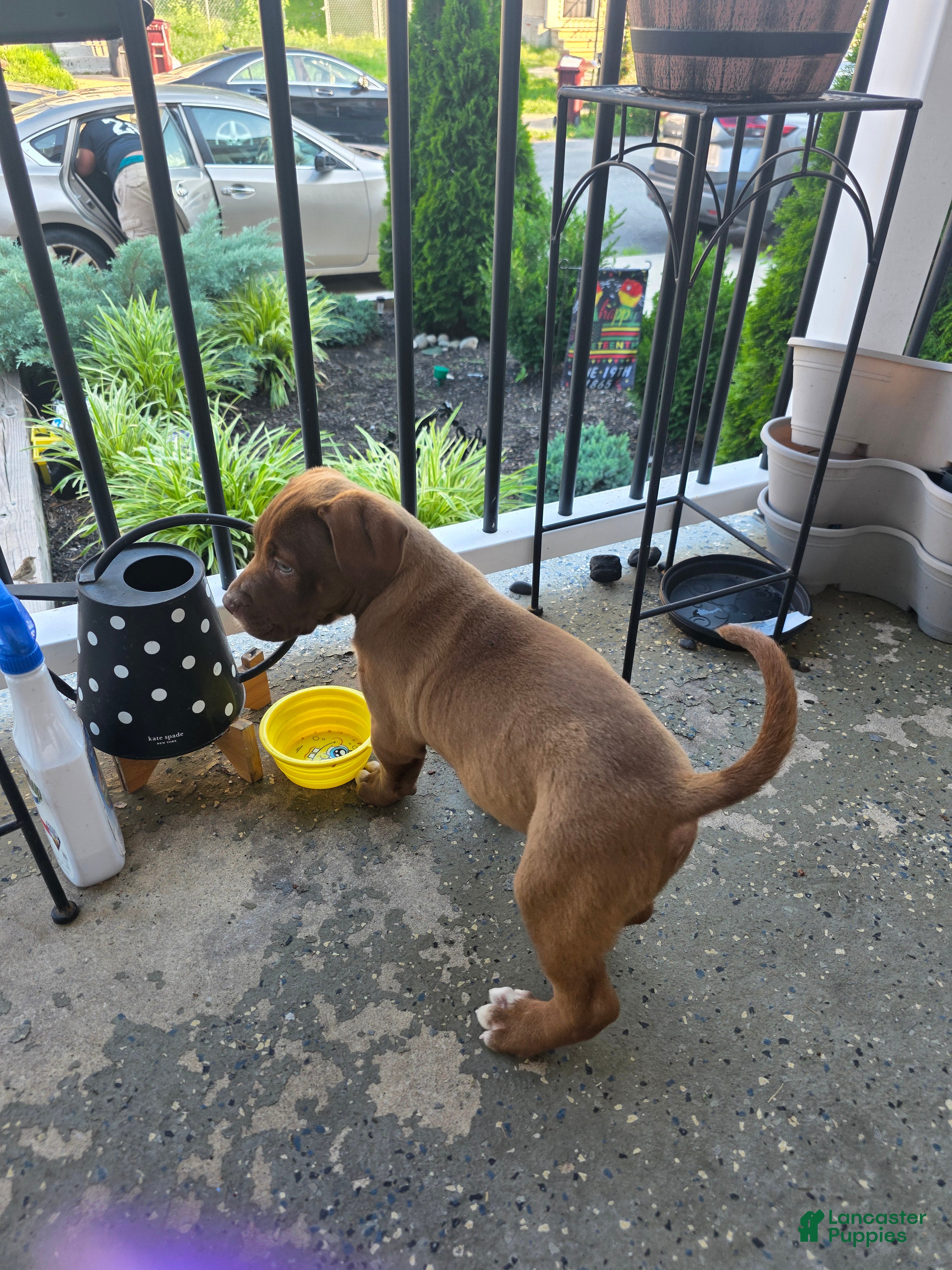 American Bully dogs for sale: American Bully 3 - Ad 1