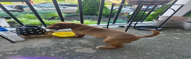 American Bully 3