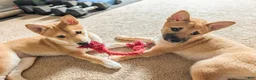 Shiba Inu dogs for sale: Rose - Ad 2