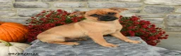 Mixed Breed dogs for sale: Tommy - Ad 1