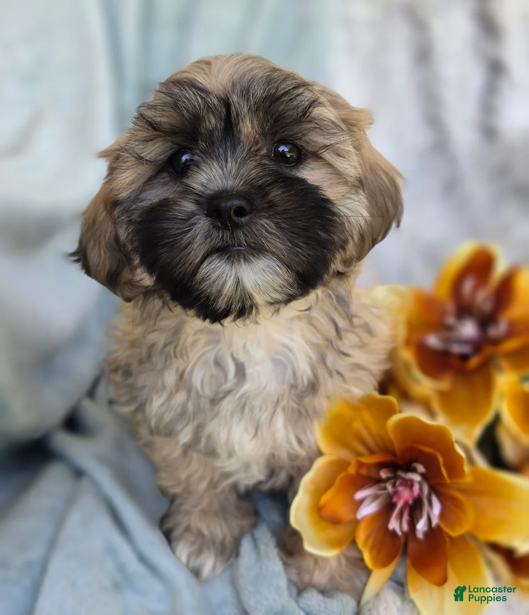 Shihpoo dogs for sale: Toffee - Ad 2
