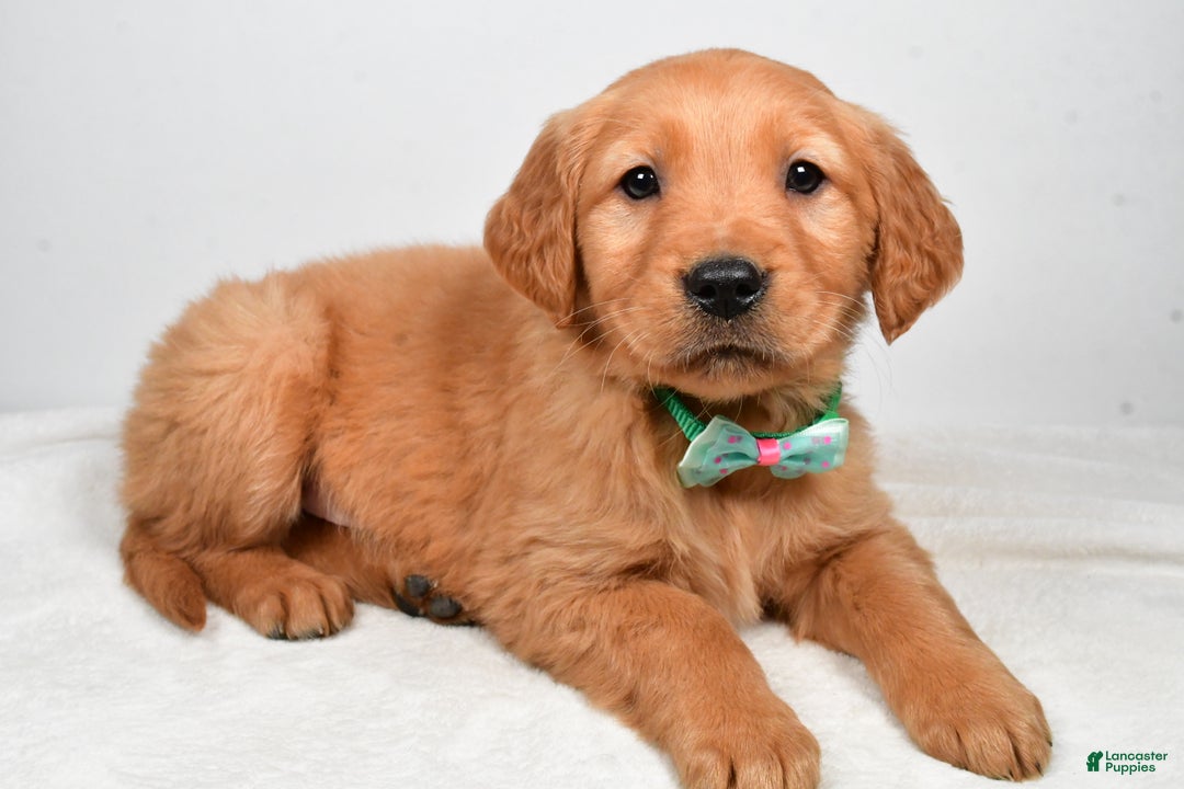 Golden Retriever dogs for sale: Kaden - Ad 1