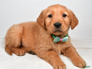 Golden Retriever dogs Kaden - Ad 21