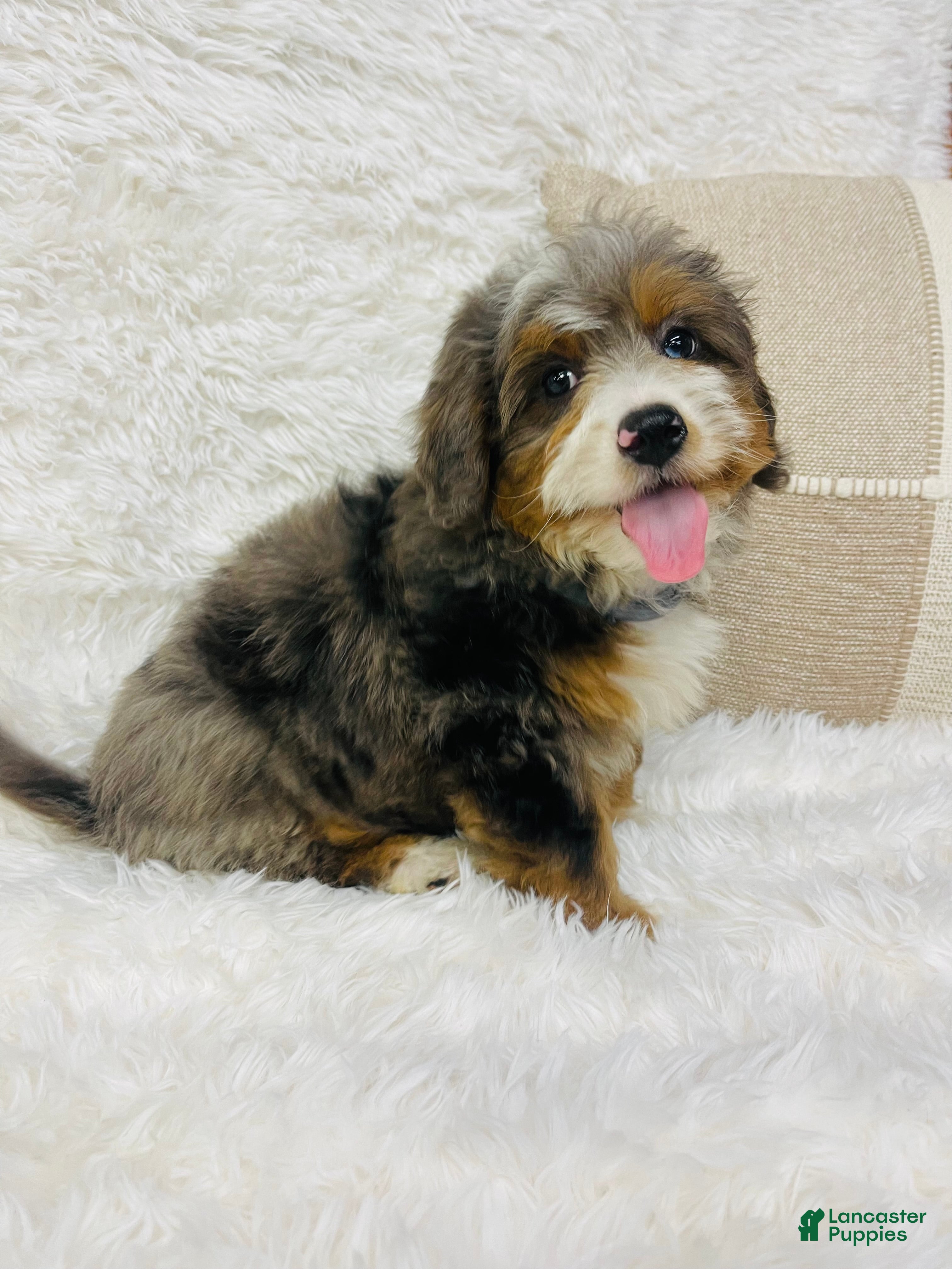 Mini Bernedoodle dogs Mini Bernedoodle Cadberry - Ad 29