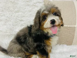 Mini Bernedoodle dogs Mini Bernedoodle Cadberry - Ad 29