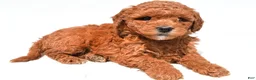 Mini Goldendoodle dogs for sale: Jewel  - Ad 7