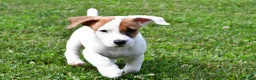 Jack Russell Terrier dogs for sale: Buster - Ad 7