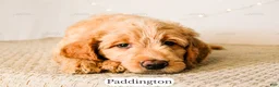 Goldendoodle dogs for sale: Paddinton - Ad 5
