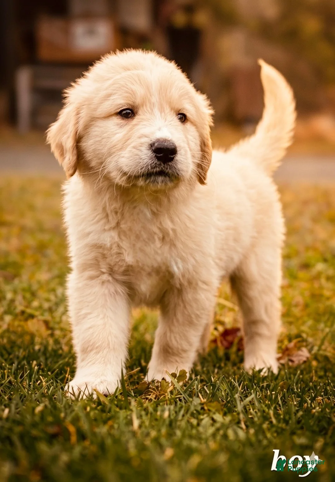 Mixed Breed dogs for sale: Charlie  - Ad 1