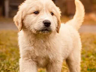 Mixed Breed dogs Charlie - Ad 22