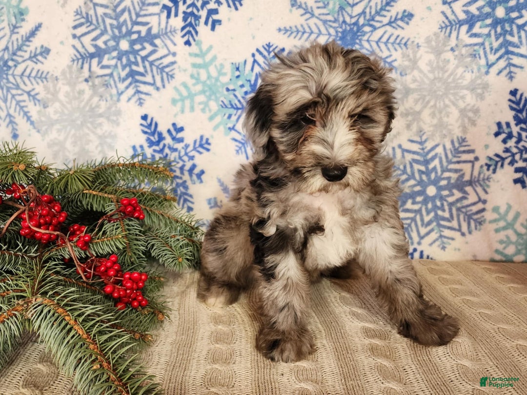 Mini Bernedoodle dogs for sale: Blitz - Ad 3