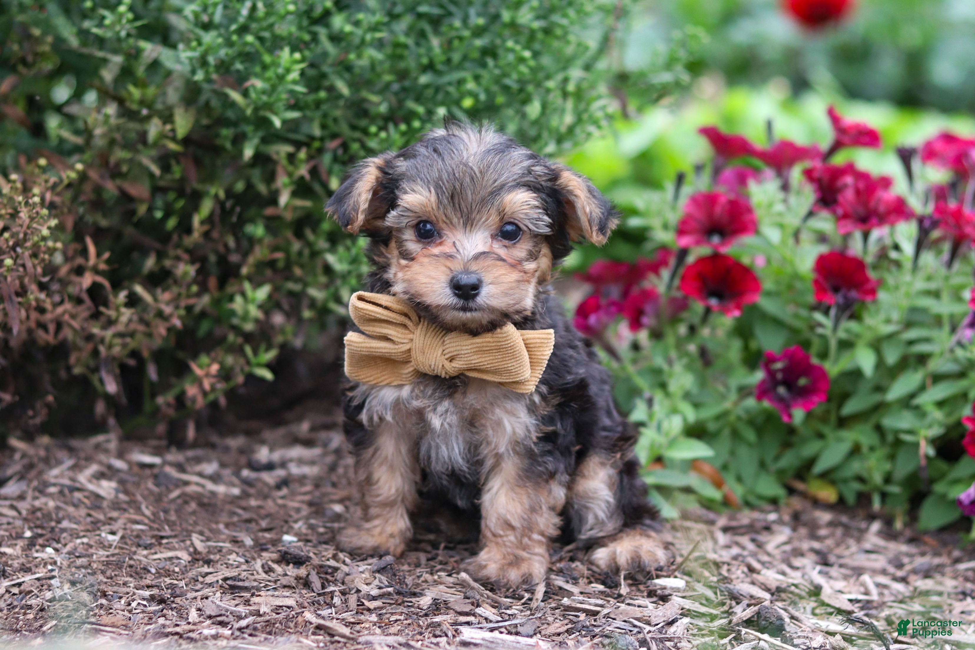 Yorkiepoo dogs Rhett - Ad 2