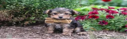 Yorkiepoo dogs for sale: Rhett - Ad 2