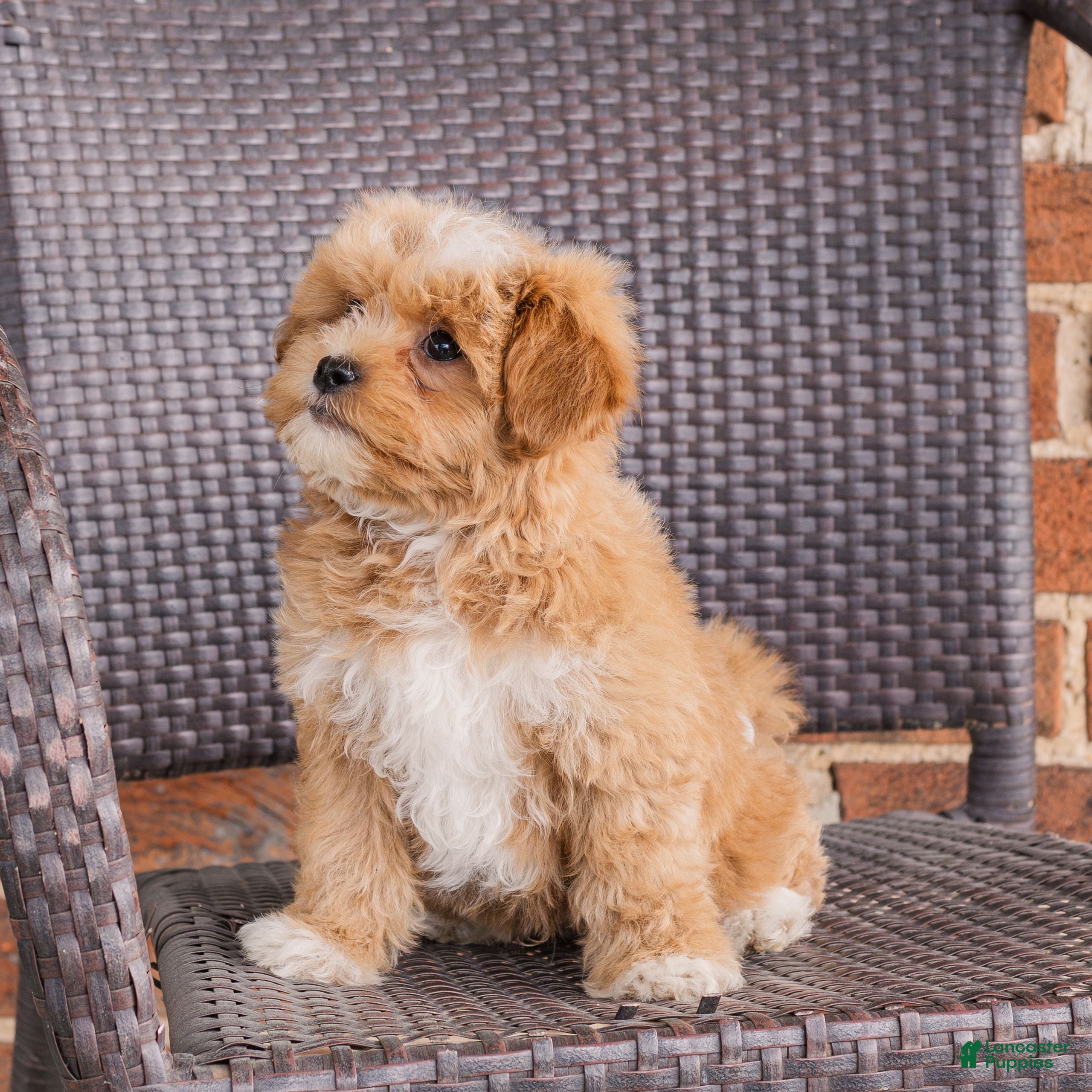 Teddy Bear dogs Rusty  - Ad 2