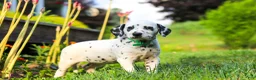 Dalmatian dogs for sale: Tami - Ad 5