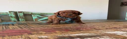 Toy Poodle dogs for sale: Akc Red Toy Poodle Boy - Ad 8