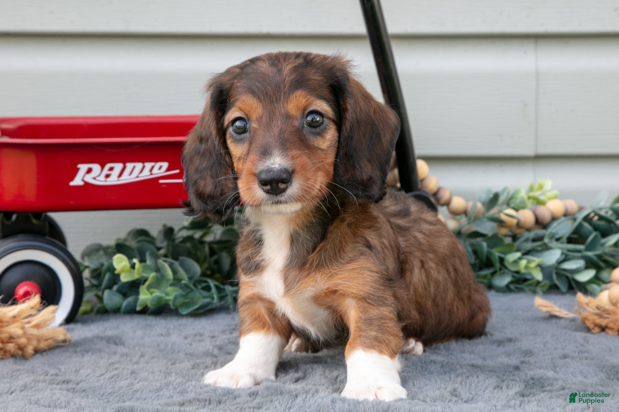 Miniature Dachshund dogs Mina - Ad 1