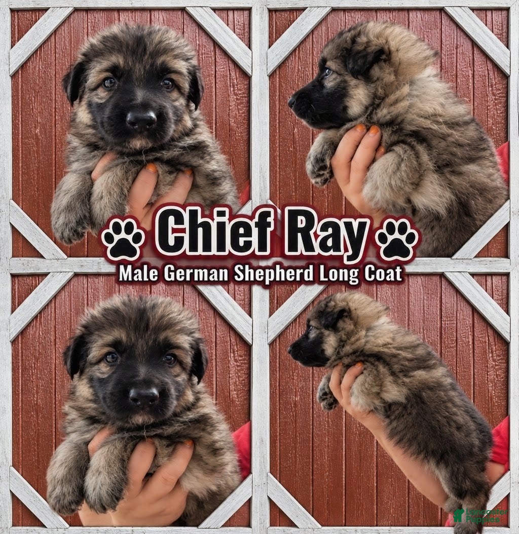 German Shepherd dogs Chief Ray - Ad 22