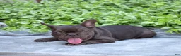 French Bulldog dogs for sale: Feta - Ad 4
