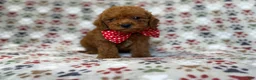 Cavapoo dogs for sale: Lucky - Ad 8