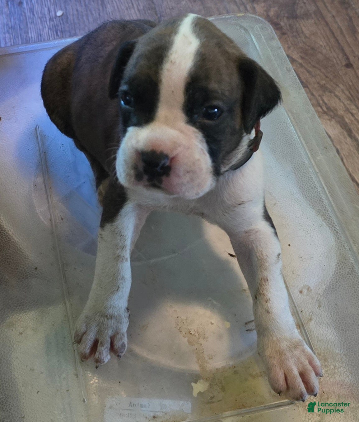 Boxer dogs Boxer Puppy 1 - Ad 2