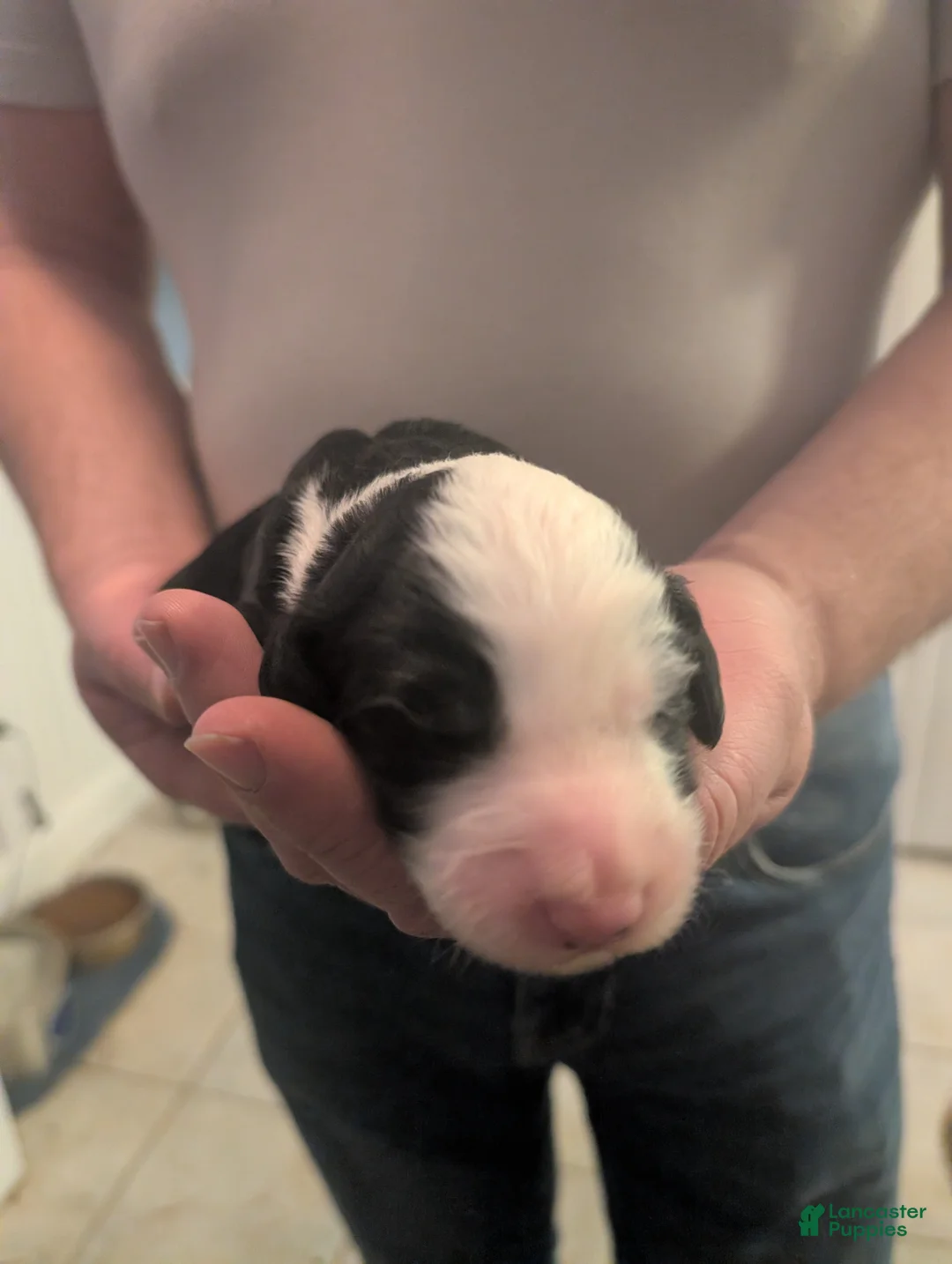 Sheepadoodle dogs for sale: Sheepadoodle Puppy 3 - Ad 1