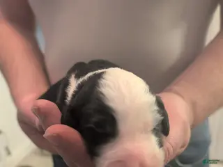 Sheepadoodle dogs Sheepadoodle Puppy 3 - Ad 11