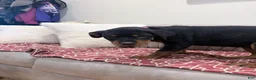 Rottweiler dogs for sale: Light pink Collar Girl - Ad 8