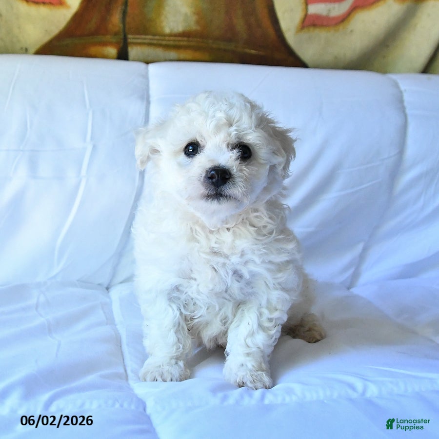 Bichon Frise dogs Apollo - Ad 2