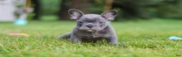 French Bulldog dogs for sale: Ollie - Ad 18
