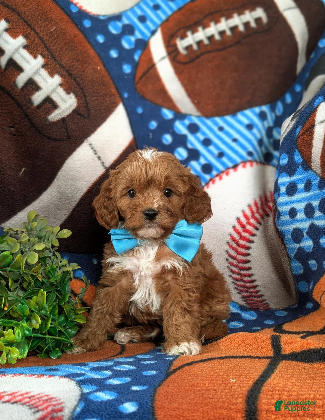 Cavapoo dogs for sale: Elliott - Ad 1