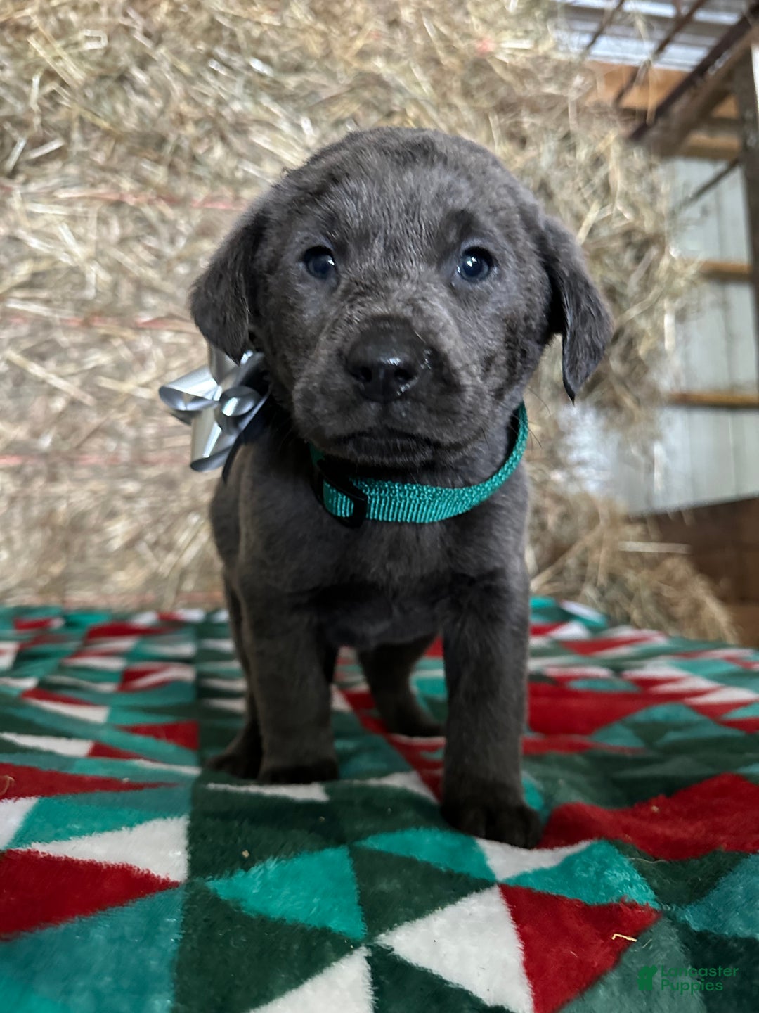 Labrador Retriever dogs for sale: Silver Belle - Ad 1