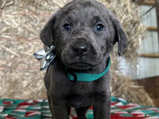 Labrador Retriever dogs Silver Belle - Ad 11