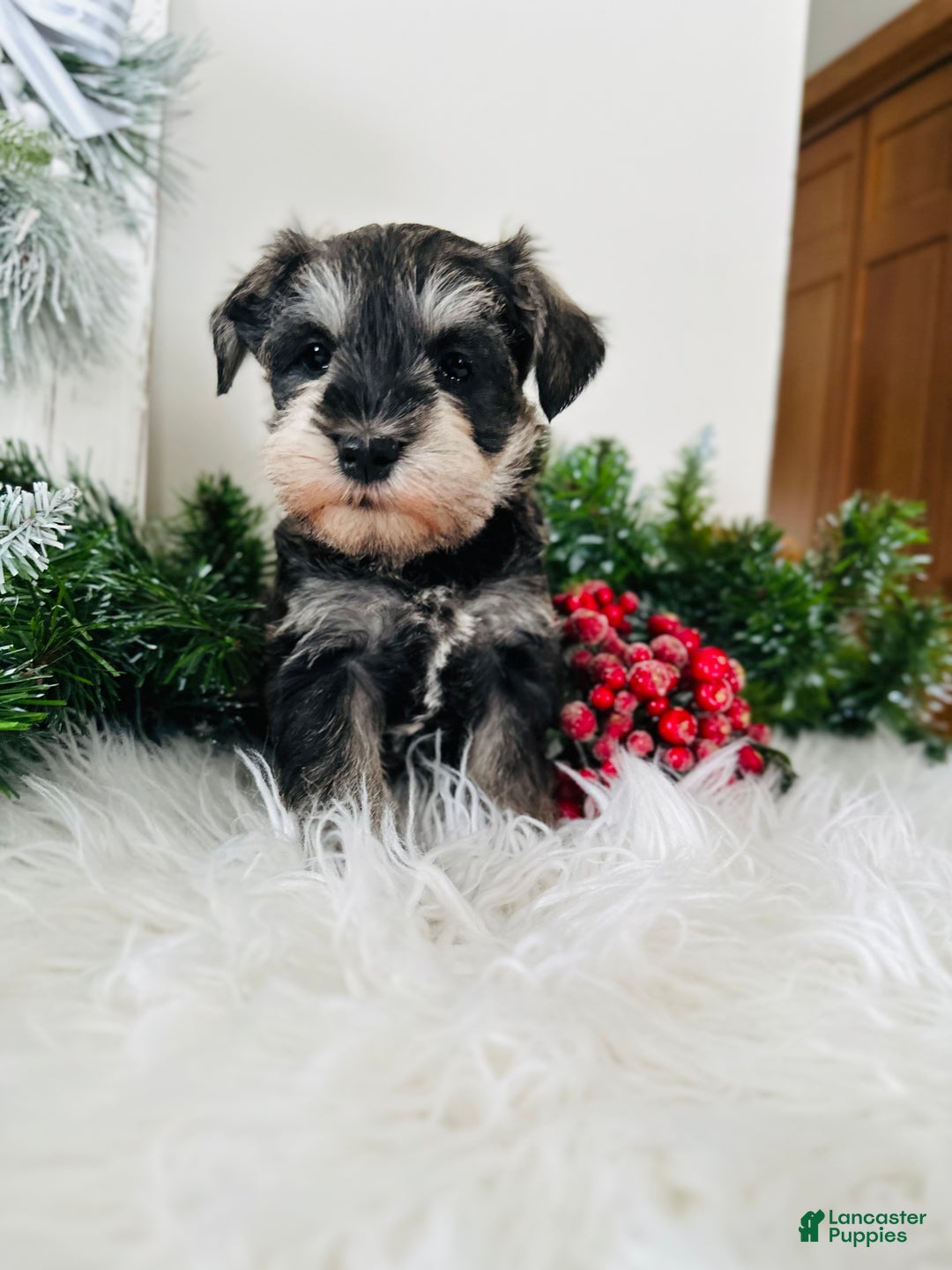 Miniature Schnauzer dogs for sale: Bandit - Ad 6