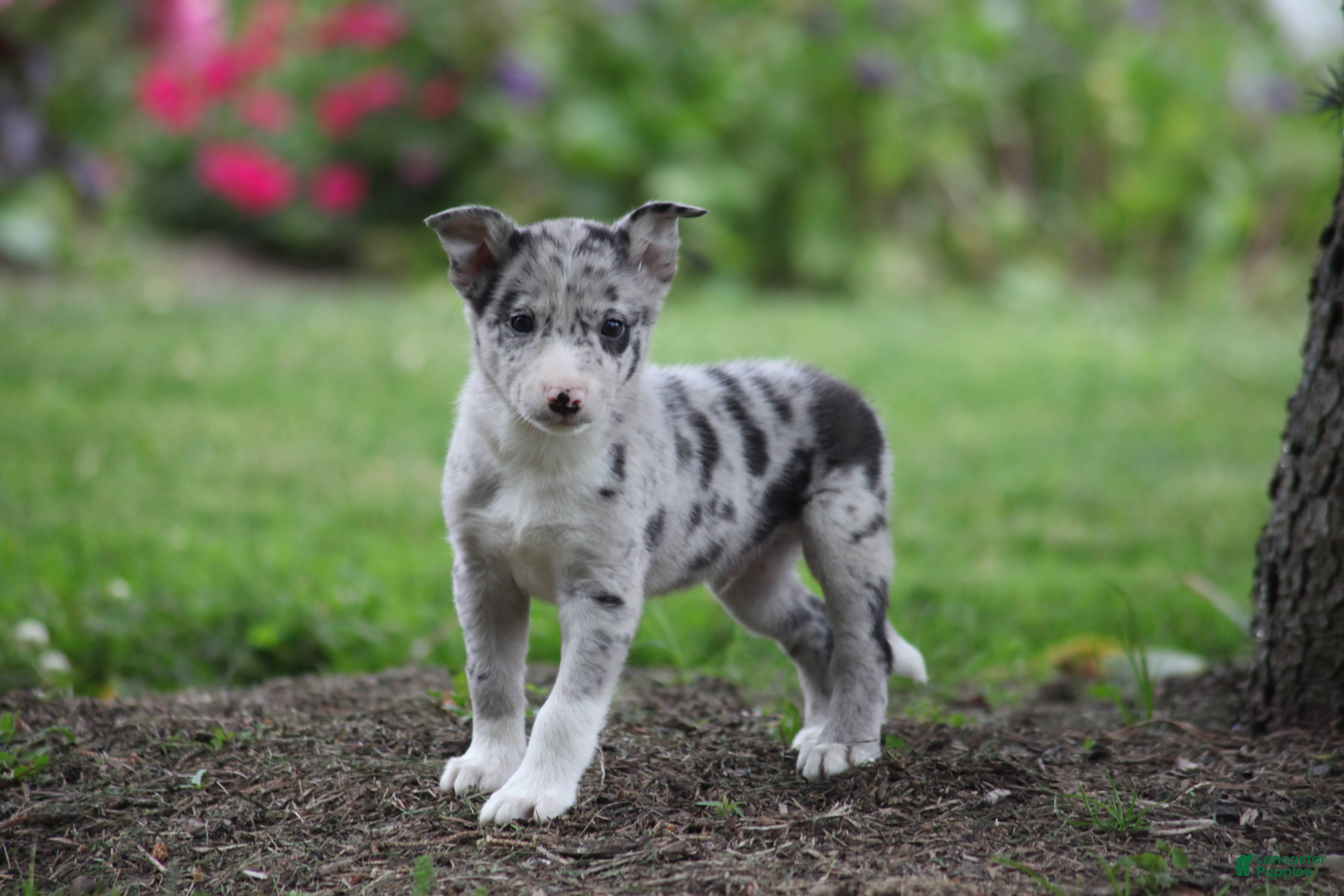 Border Collie dogs Jake - Ad 2