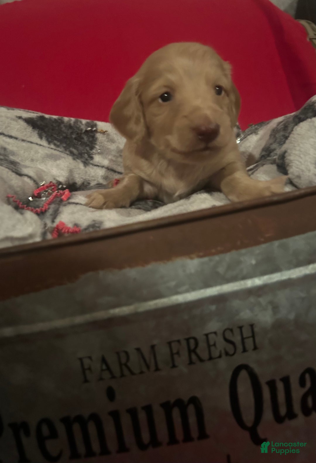 Miniature Dachshund dogs for sale: Miniature Dachshund Puppy 1 - Ad 2