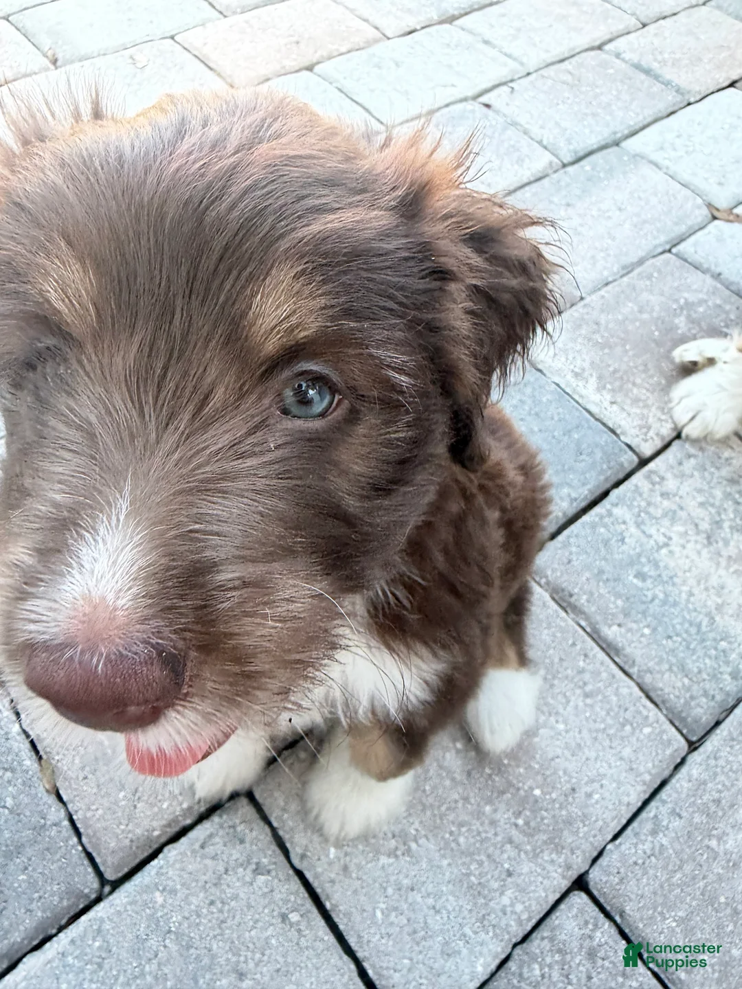 Aussiedoodle dogs for sale: Aussiedoodle 5 - Ad 2