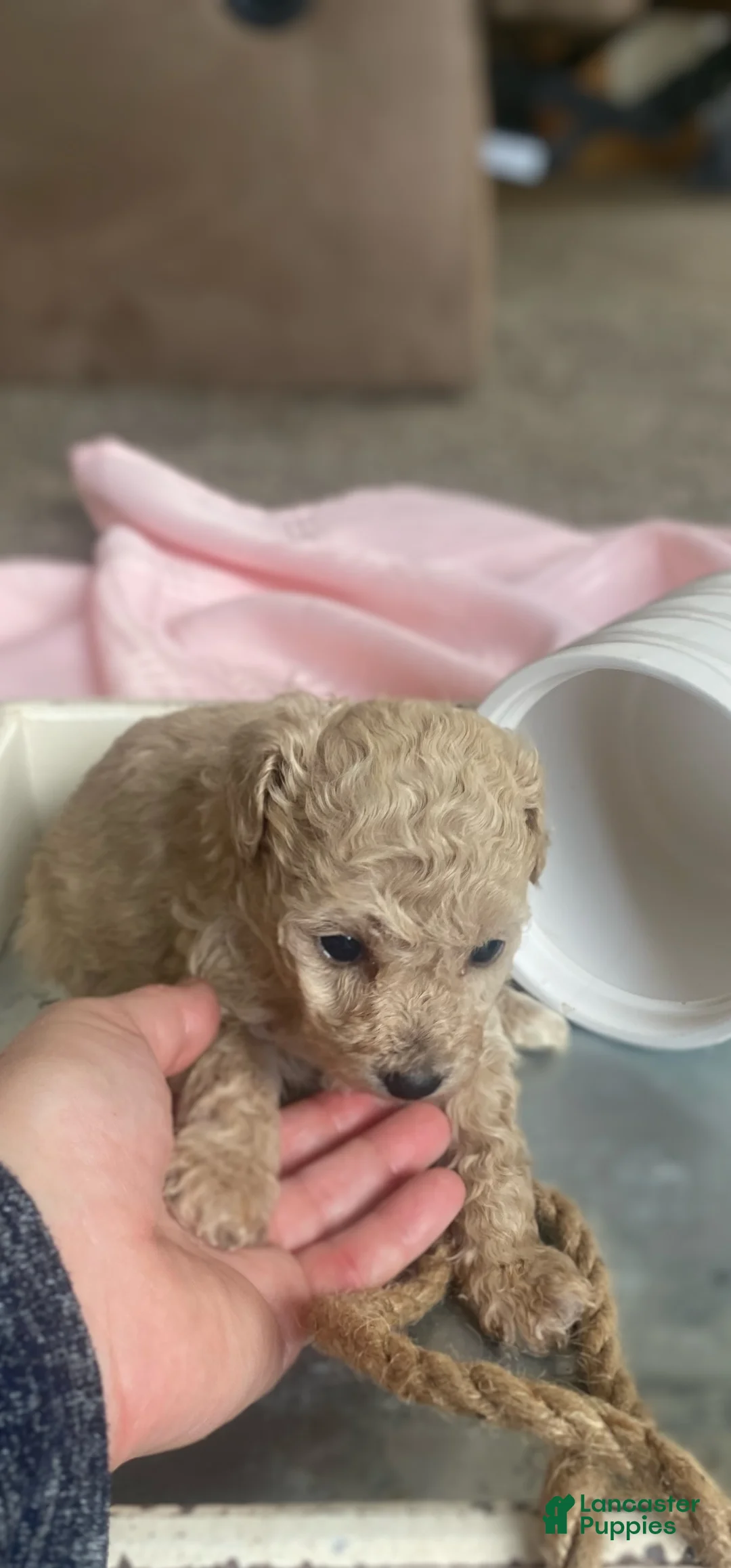 Toy Poodle dogs for sale: SWEET CAMERON  - Ad 25