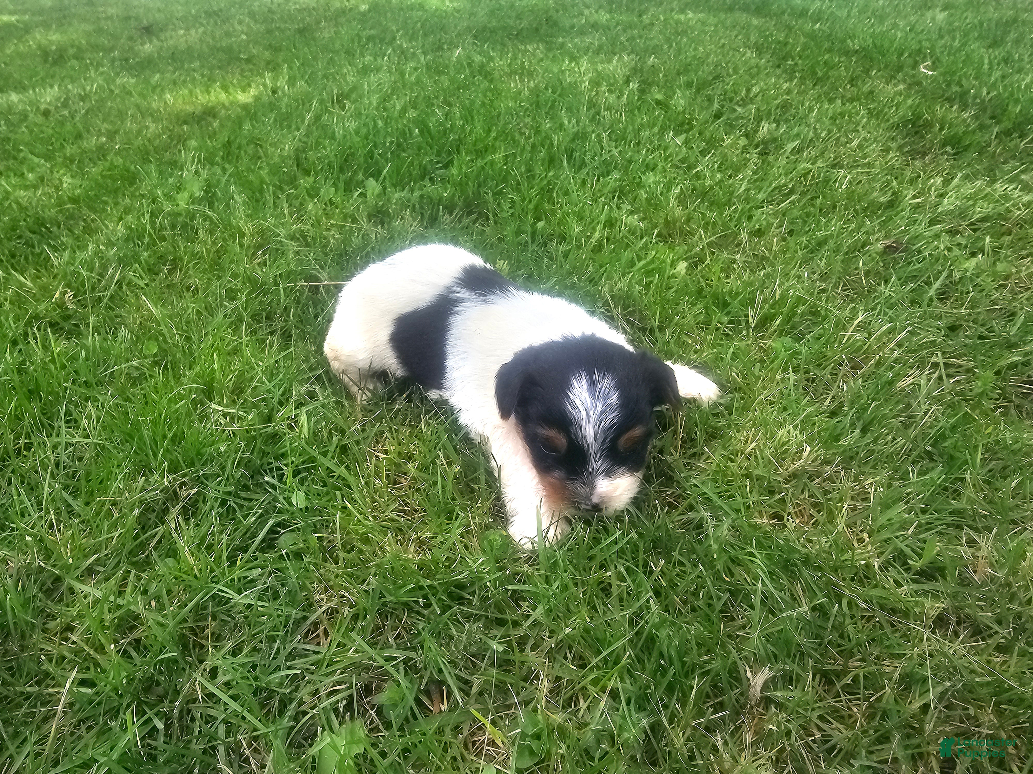 Yorkshire Terrier dogs for sale: Yorkshire Terrier Puppy 3 - Ad 2